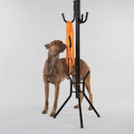 Brun hund ståendes bredvid en klädhängare med kopplet Visibility Leash i färgen orange hängandes från Paikka hos dogmania.se