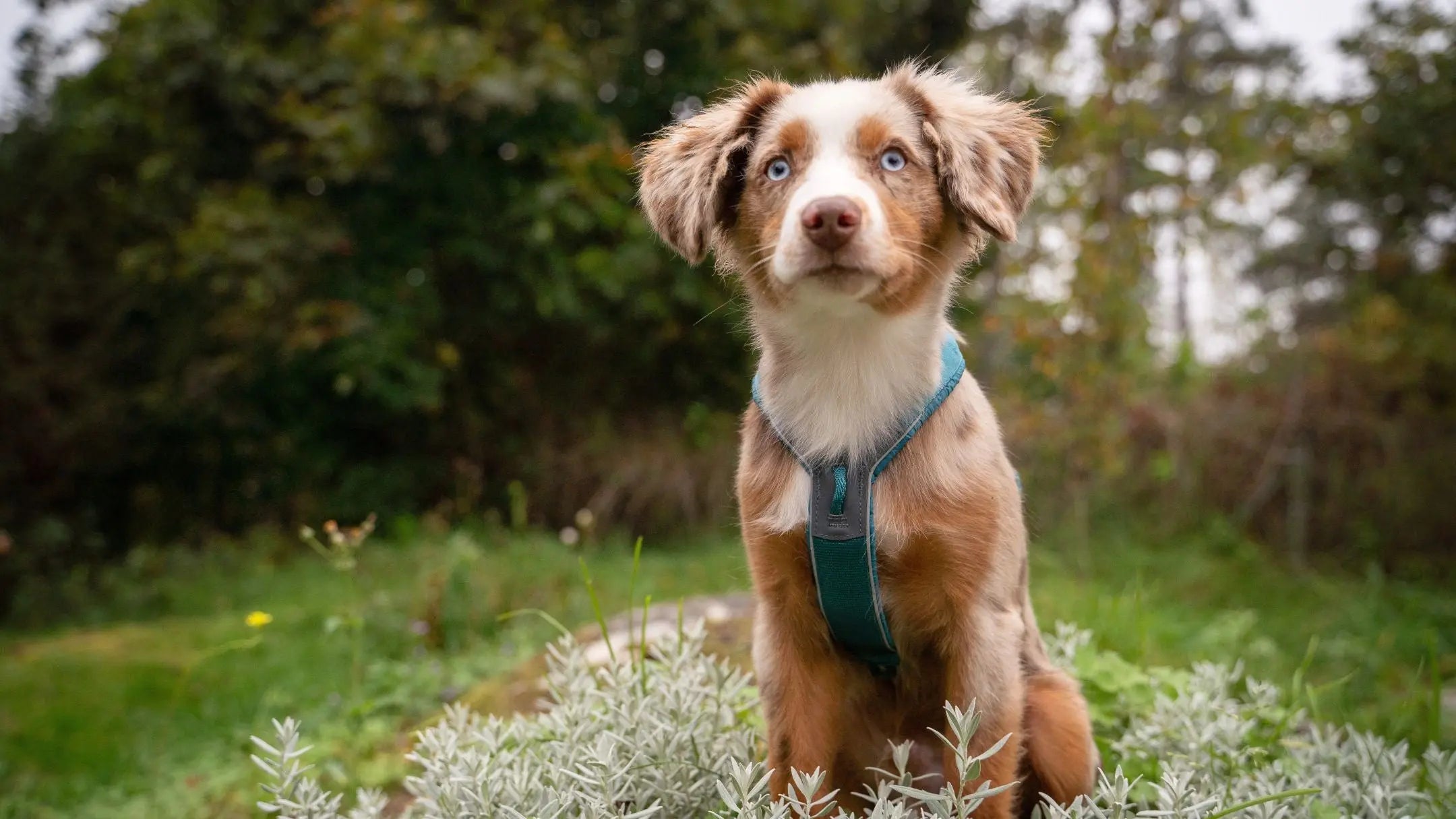 Gå-ut-och-lek-med-din-hund-Skapa-magiska-våräventyr Dogmania