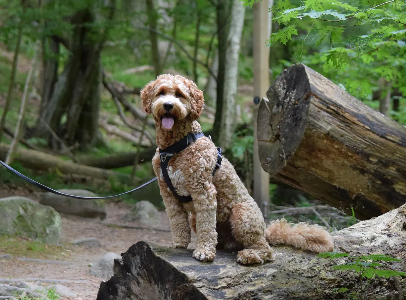 Hunden-i-fokus-Dogmanias-Utvalda-Hundselar-2024 Dogmania