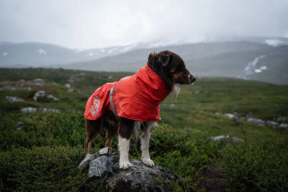 TEST-AV-REGNTÄCKEN-FÖR-HUND Dogmania