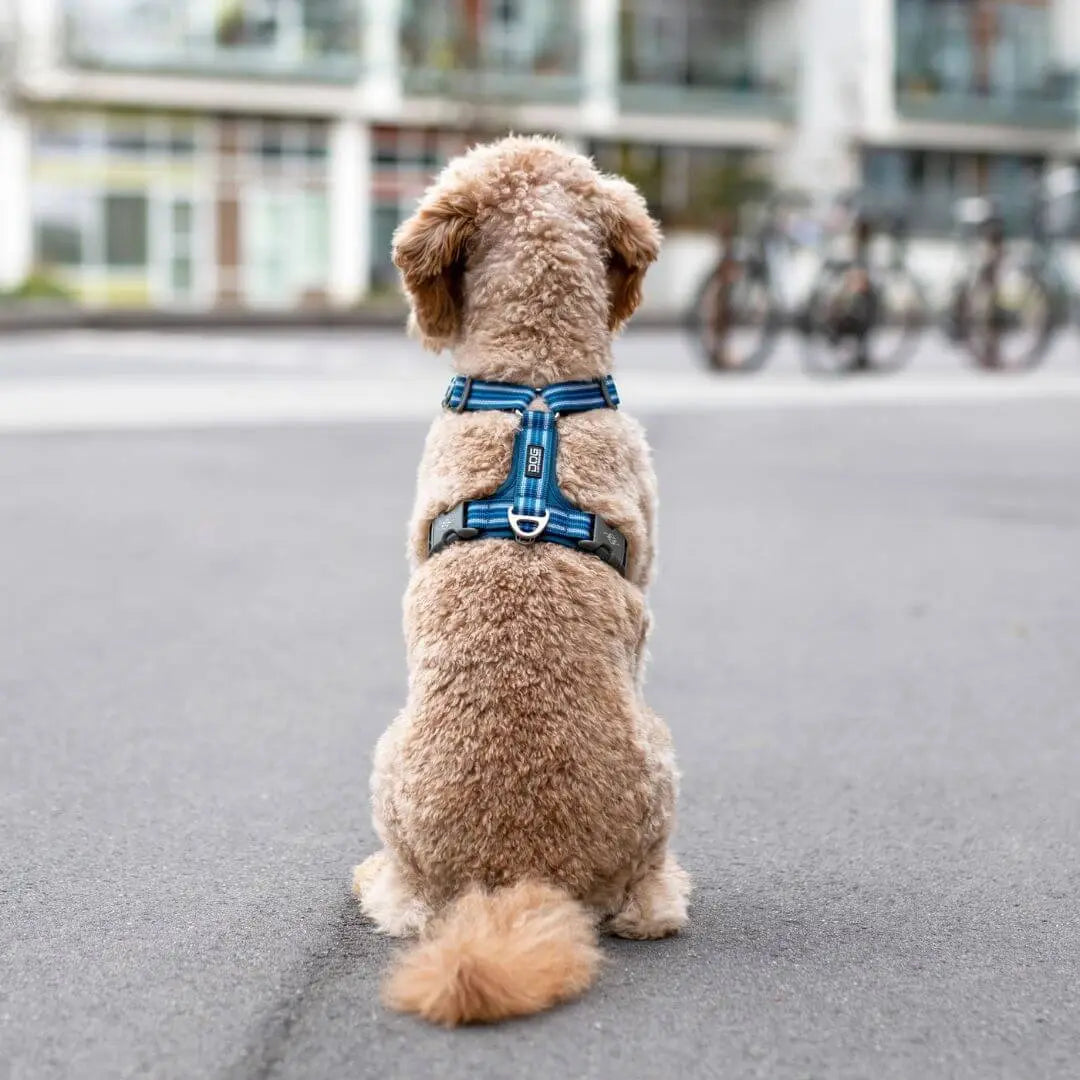 Så-här-mäter-du-ut-rätt-storlek-till-din-sele-från-Dog-Copenhagen Dogmania