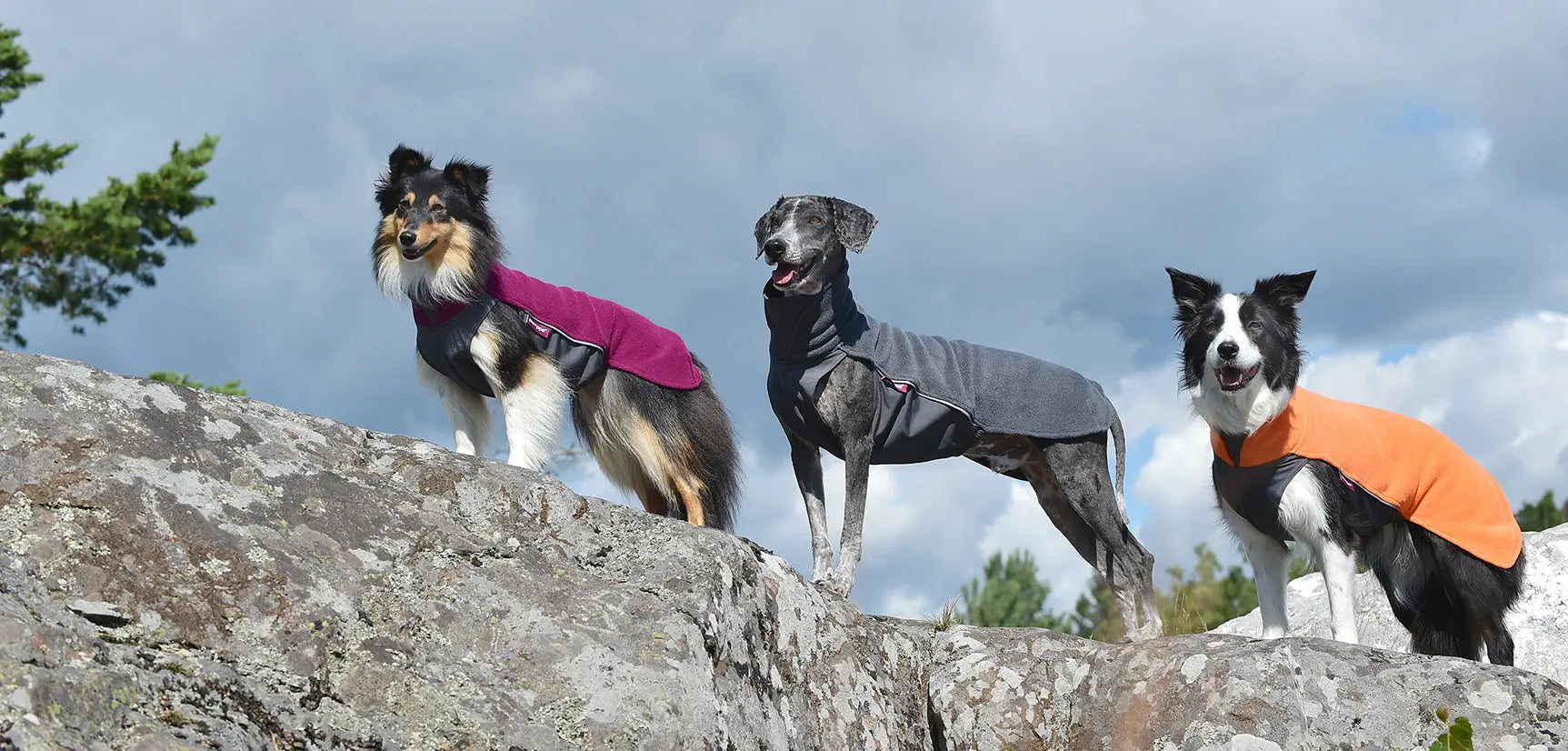 NYTT-VARUMÄRKE-POMPPA Dogmania