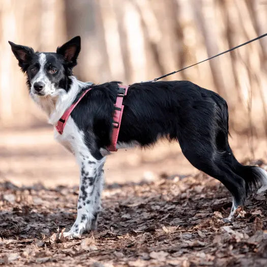 Hur-ska-en-hundsele-sitta Dogmania