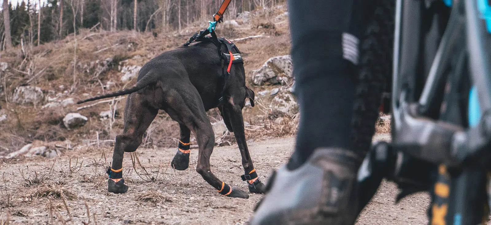 Behöver-hunden-skor Dogmania