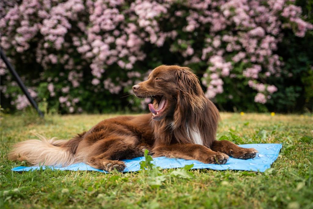 10 tips till heta sommardagar med din hund