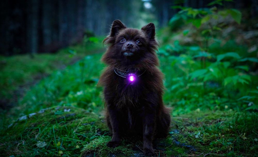 Säker och synlig i mörkret: Reflexer och lampor för hund