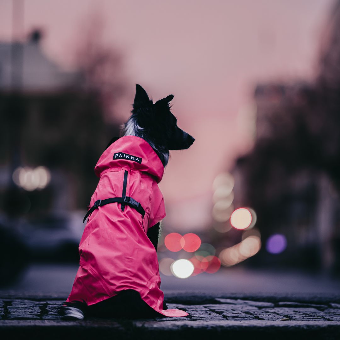 Hund som sitter i stadsmiljö med ryggen mot kameran iklädd en rosa regnjacka från Paikka hos dogmania.se