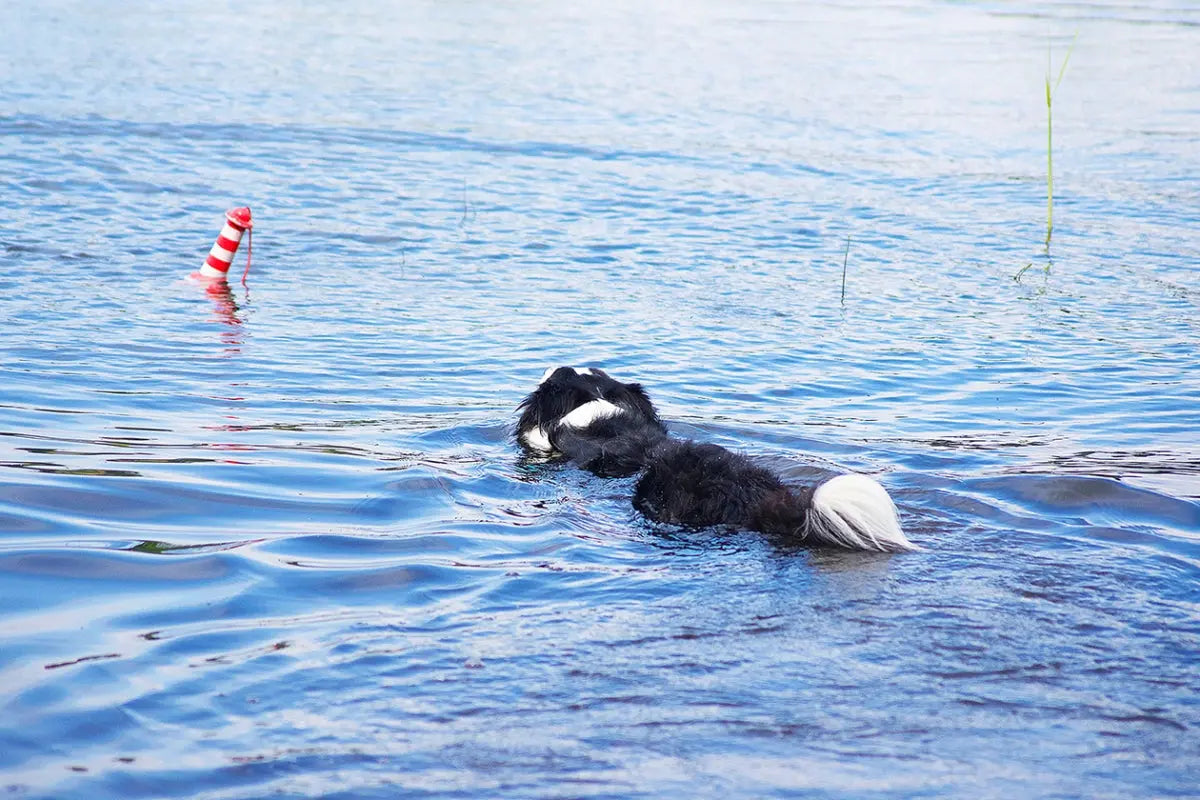 Tips-på-vattenleksaker-för-hund Dogmania