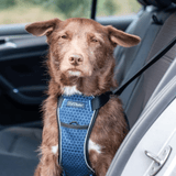 CarSafe Crash Tested Dog Harness Car Harness