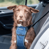 CarSafe Crash-getestetes Hundegeschirr