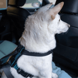 CarSafe Crash Tested Dog Harness Bilsele