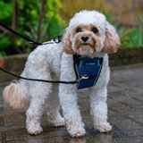 CarSafe Crash Tested Dog Harness Bilsele