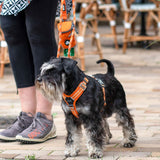 Dog Copenhagen Comfort Walk Air Harness 3.0 - Orange Sun