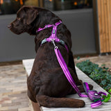 Dog Copenhagen Comfort Walk Air Harness 3.0 - Purple Passion
