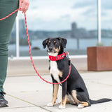 Dog Copenhagen Urban Explorer Collar 3.0 - Classic Red