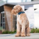 Dog Copenhagen Urban Explorer Collar 3.0 - Ocean Blue