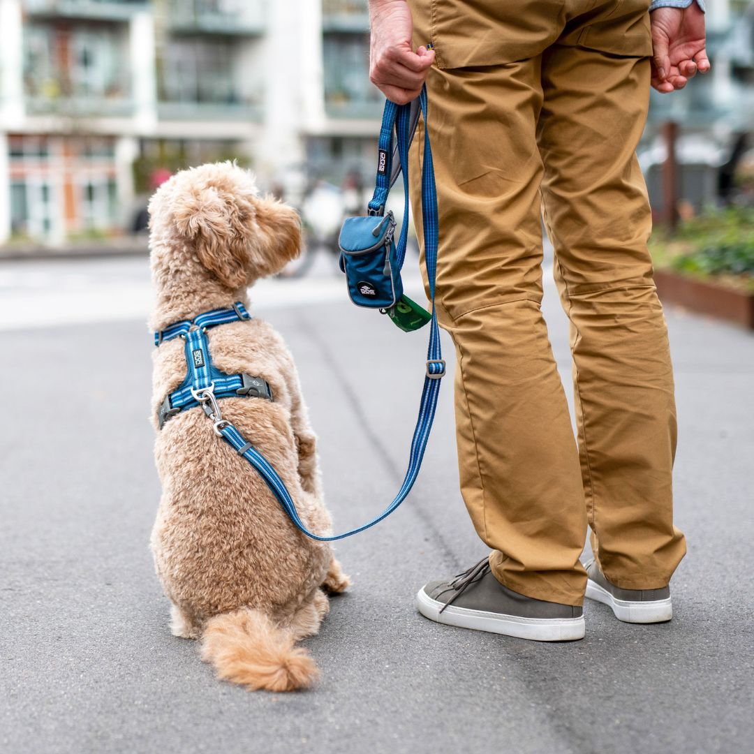 Dog Copenhagen Urban Freestyle Leash 3.0 - Ocean Blue Dog Copenhagen