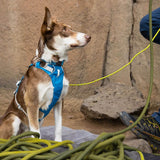 Ruffwear Flagline Hundsele - Blue Dusk