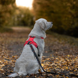 Non-stop Ramble Dog Harness - Orange