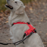 Non-stop Ramble Dog Harness - Orange