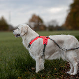 Non-stop Ramble Dog Harness - Orange