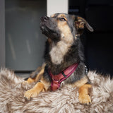 Anny-X Fun Dog Harness - Bordeaux/Wishrose