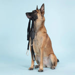 Hund som bär på kopplet Visibility Leash i färgen dark från Paikka hos dogmania.se