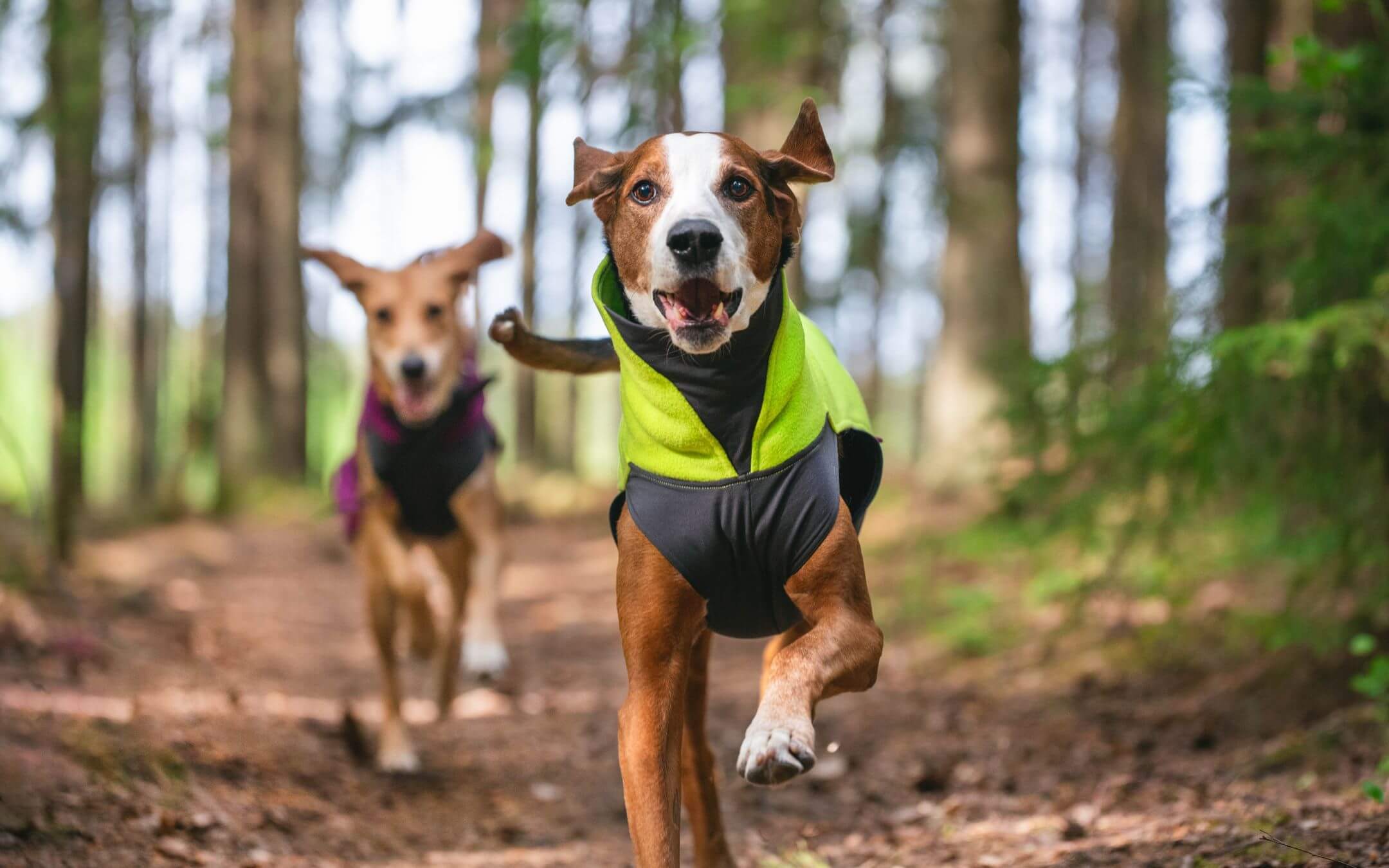 Pomppa Jumppa Fleecetäcke 15% rabatt, fynda nu på dogmania.se!
