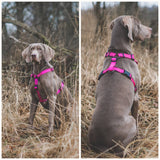 Dogman Iris Adjustable H harness with reflex - Phlox Pink