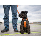 Dog Copenhagen Comfort Walk Air Harness - Orange Sun