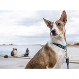 Dog Copenhagen Urban Style Collar - Ocean Blue