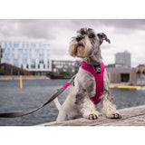 Dog Copenhagen Comfort Walk Pro Harness - Wild Rose