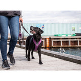 Dog Copenhagen Comfort Walk Pro Harness - Hunting Green