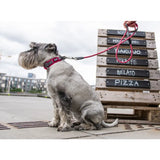 Dog Copenhagen Urban Explorer Collar - Wild Rose