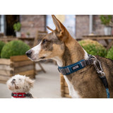 Dog Copenhagen Urban Explorer Collar - Wild Rose