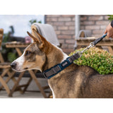 Dog Copenhagen Urban Explorer Collar - Mocca