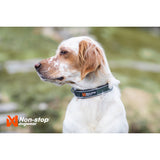 Non-stop Roam Collar Dog Collar - Green