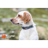 Non-stop Roam Collar Dog Collar - Orange