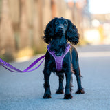Dog Copenhagen Comfort Walk Go Harness - Purple Passion