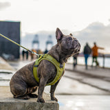 Dog Copenhagen Comfort Walk Go Harness - Orange Sun
