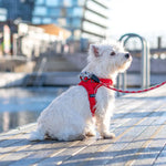 Dog Copenhagen Comfort Walk Go Sele - Classic Red Dog Copenhagen