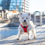 Dog Copenhagen Comfort Walk Go Sele - Classic Red Dog Copenhagen