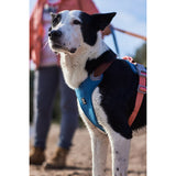 Hurtta Weekend Warrior Warming dog harness ECO - Bilberry